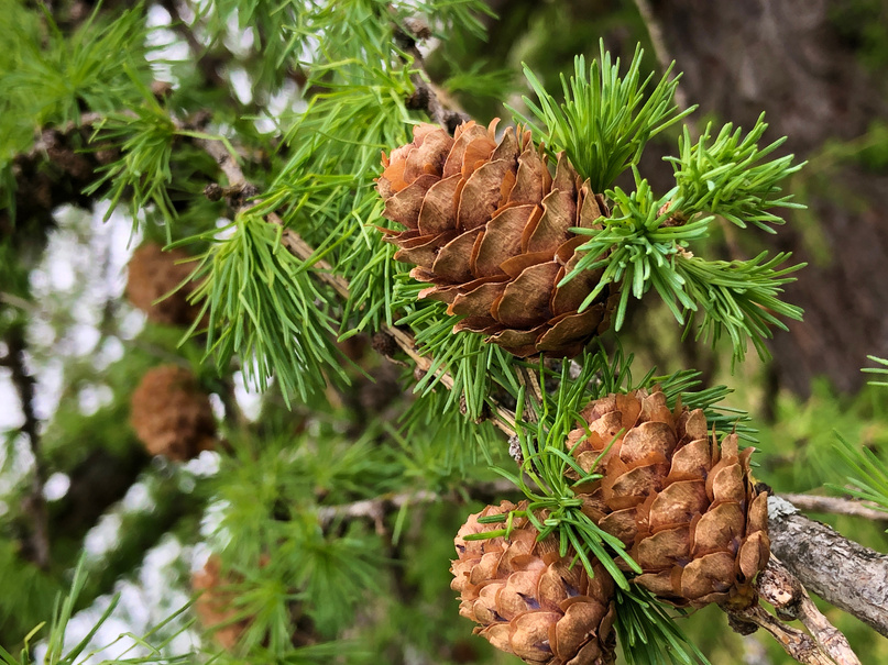 The Shortleaf pine (Pinus echinata) or die Fichtenkiefer